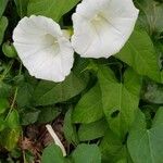 Convolvulus sepium Leaf