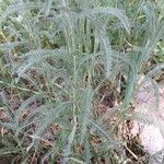 Achillea pannonica Liść