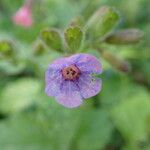 Pulmonaria officinalis花