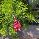 Grevillea rosmarinifolia Flower