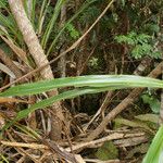 Cordyline mauritiana Hoja