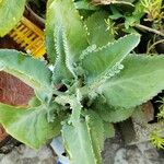 Kalanchoe ceratophylla Blatt