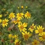 Senecio brasiliensis Otro