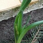 Allium siculum Habit