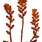 Orobanche caryophyllacea Květ