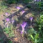 Colchicum speciosum Habitatea