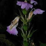 Acanthus montanus Flower