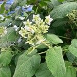 Solanum abutiloides Flor