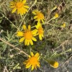 Senecio pterophorus Flower