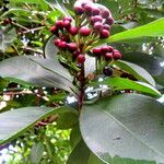 Ardisia elliptica Gyümölcs