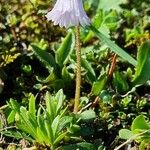 Soldanella pusilla Flower