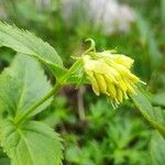 Paederota lutea Blomma