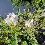 Solanum sisymbriifolium Цветок