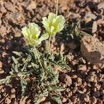 Monsonia longipes Blomma