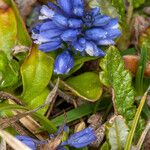 Polygala alpina Flor