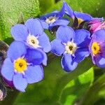 Myosotis sylvatica Fleur