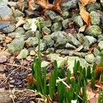 Leucojum vernum Yeri