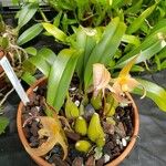 Bulbophyllum facetum Hábitos