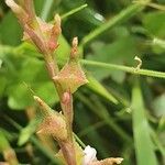 Oxygonum sinuatum Fruit