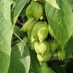 Staphylea pinnata Mbuma