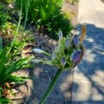 Agapanthus umbellatusFlower