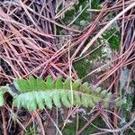 Asplenium platyneuron Hàbitat