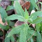 Salvia nemorosa Leaf