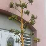 Agave sisalana Лист