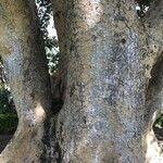 Ficus sycomorusCortiza