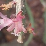 Lepismium cruciforme Flor