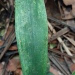 Dracaena arborea Blatt