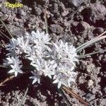 Allium tribracteatum Blomma