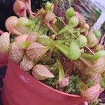 Sarracenia psittacina Yaprak