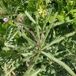 Geranium tuberosum Feuille