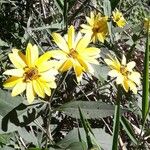 Helianthus tuberosus Kwiat