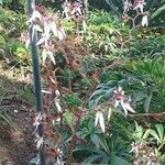 Saxifraga stoloniferaFlower