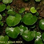 Soldanella villosa Leaf