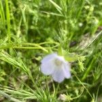 Nemophila phacelioides Цвят