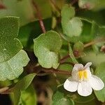 Cymbalaria muralis 花