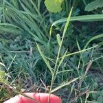 Panicum repens Leaf