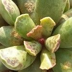 Adromischus cooperi Blad