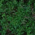 Cardamine bonariensis Leaf