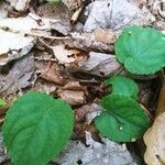 Viola rotundifolia 葉