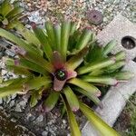 Neoregelia spectabilis Leaf