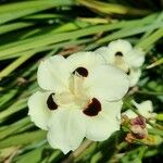 Dietes bicolor Flor