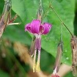 Prenanthes purpureaBlüte