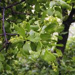 Loranthus europaeus Blad