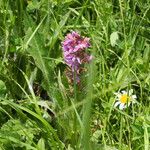 Dactylorhiza incarnata Vivejo