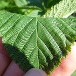 Rubus polonicus Drugo