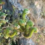 Phacelia ramosissima 葉